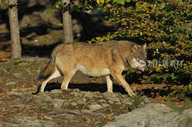 属狼种(Canis lupus)